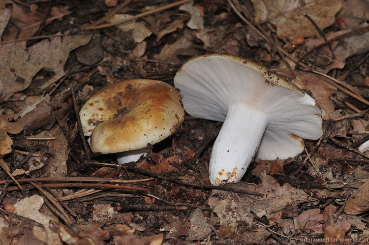 Russula  heterophylla